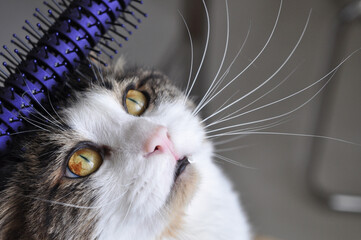 A domestic  tabby fluffy cat with yellow eyes is combed with a blue comb