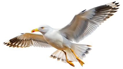 Soaring Seagull with Wings Spread on Transparent Background