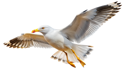 Soaring Seagull with Wings Spread on Transparent Background