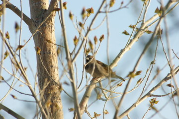 Common Sparrow