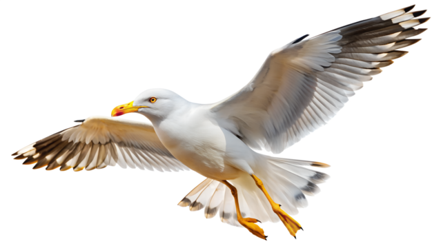 Soaring Seagull with Wings Spread on Transparent Background