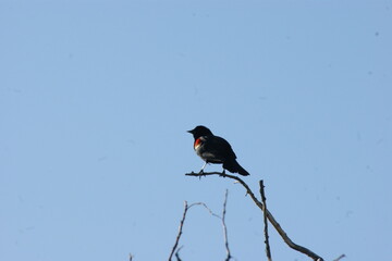 Red Winged Black Bird Perched 2