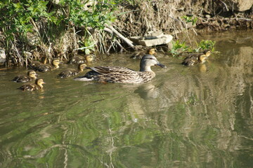 Mother and her ducklings swimming