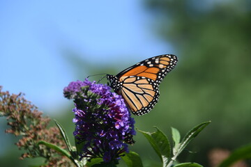 Monarch butterfly on purple Butterfly Bush