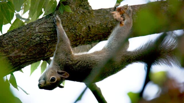 Slow Motion of Eastern Gray Squirrel (Sciurus carolinensis) Hanging Upside Down on Tree Branch