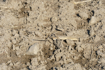 A freshly plowed agricultural field. Preparation of the soil for sowing wheat.
