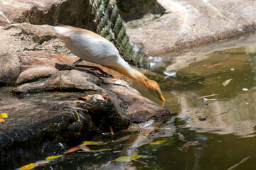 Cattle Egret (Bubulcus ibis)