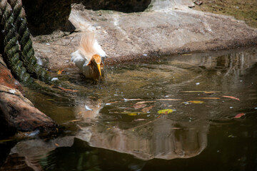 Cattle Egret (Bubulcus ibis)