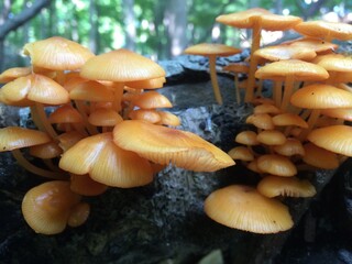 mushrooms in the forest