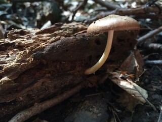 mushroom in the forest