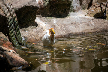 Cattle Egret (Bubulcus ibis)