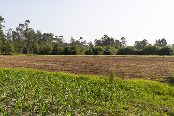 Obraz premium Rural farmland with young green corn plants growing near a freshly tilled field, bordered by trees under a clear sky. Ideal for agriculture, farming, and countryside concepts.