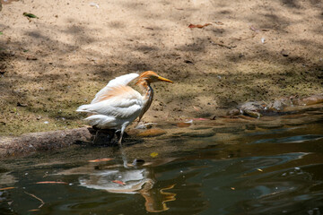 Cattle Egret (Bubulcus ibis)