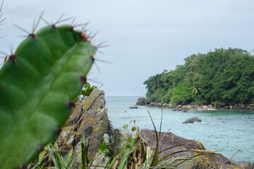 cactus on the beach