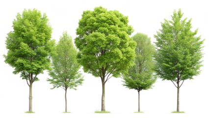 Row of Green Trees Isolated on Transparent Background row green