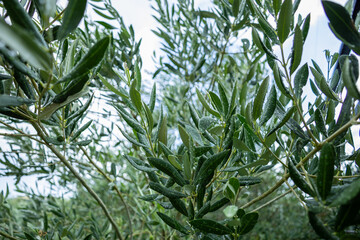 Dew-kissed olive leaves glisten under a soft, cloudy sky, nestled within a serene grove surrounded by rolling green hills. This tranquil scene captures the quiet beauty of nature, offering a peaceful