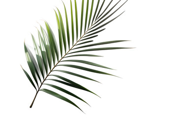 Obraz premium Elegant Palm Frond Isolated on Transparent Background