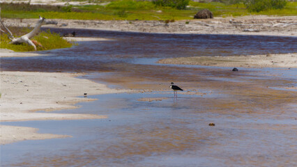Fototapeta premium Black-necked Stilt.