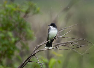An eastern kingbird perched on a branch in spring