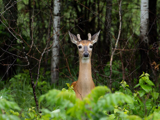 a deer watches from the edge of a woods on a summer day