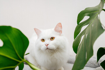 A white fluffy cat lies on the table next to the cat grass. Vitamins for domestic cats