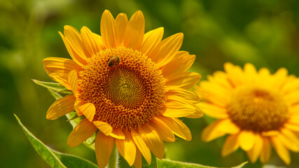 Bee on a sunflower