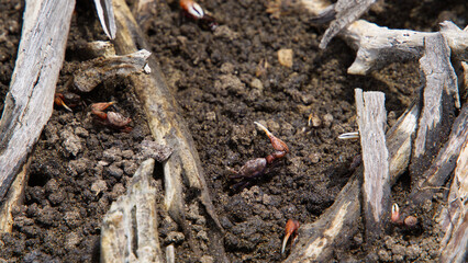Fiddler crabs