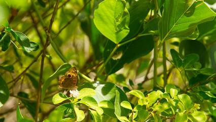 butterfly on a flower
