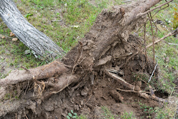 An uprooted tree lies across grassy terrain, its root system fully exposed and tangled with soil.