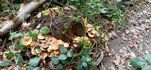 A cluster of false honey mushrooms grows around an old stump at the edge of the forest. The mushrooms, with their warm brown caps and slightly convex shape, are beautiful but dangerous.
