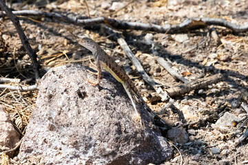 Zebra-Tailed Lizard