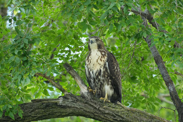 The red-tailed hawk (Buteo jamaicensis) is a bird of prey that breeds throughout most of North America.