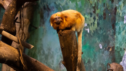 Golden lion tamarin resting on a tree stump