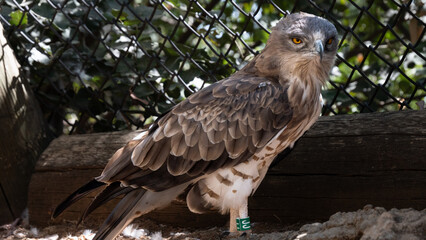 Short-toed snake eagle standing near a fence in captivity