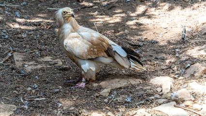Egyptian vulture standing on rocky ground in natural sunlight
