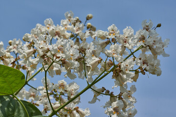 Catalpa flowers and inflorescences on the background of a tree crown. Catalpa blooms in the garden....
