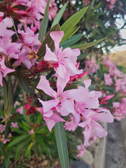 Delicate petals of the vibrant pink oleander flower take center stage in this straight-on view, set against a softly blurred background that accentuates the natural beauty of the bloom.