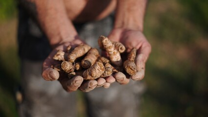 Farmer's weathered hand holding vibrant, golden turmeric rhizomes, highlighting agricultural...