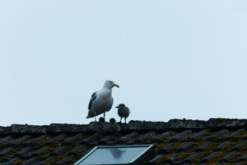 Mother seagull with chicken on a roof