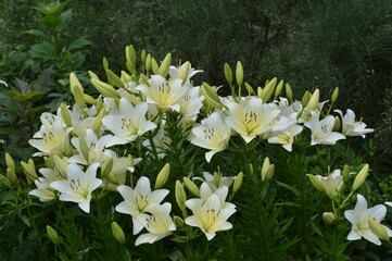 white flowers in a garden
