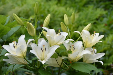 Obraz premium white flowers in the garden
