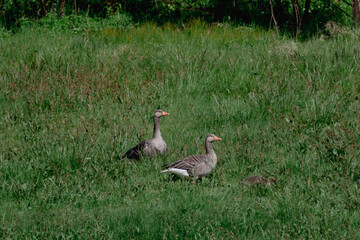 Family of geese in the grass