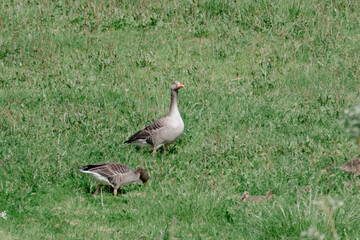 goose on the grass with chickens 