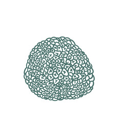 Original hand-drawn illustrations of truffle mushrooms in a minimalist style. Mushroom illustrations for posters, cards, and graphic design.