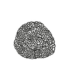 Original hand-drawn illustrations of truffle mushrooms in a minimalist style. Mushroom illustrations for posters, cards, and graphic design.
