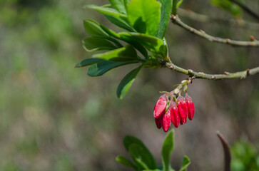 ladybird on a flower