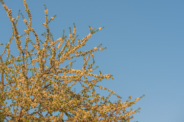 Cherry tree blossoms against the sky in spring.