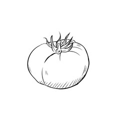 Cartoon vector of a juicy hand drawn tomato, suitable for food packaging, gardening and healthy lifestyle visuals. Drawing for coloring book