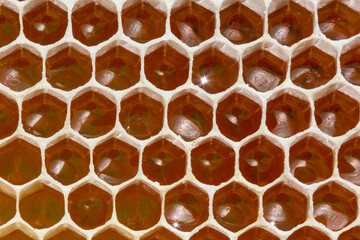 In honeycombs is nectar and honey