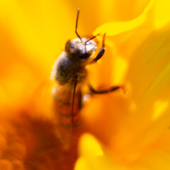 Morning phantasmagoria with light and bee.